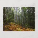 Recherche de bouleau blanc cartes postales Paysage