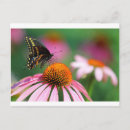 Recherche de papillon à queue jaune cartes postales Fleur
