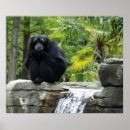 Recherche de primat posters Singe