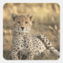 Recherche de habitat autocollants Animal