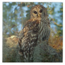 Recherche de hibou carreaux Forêt