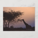 Recherche de afrique girafes cartes postales Animaux