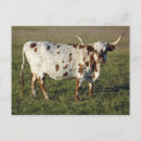 Zoek naar koe briefkaarten Texas