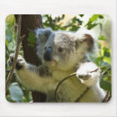 Recherche de ours koala tapis souris Faune