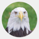 Recherche de aigle chauve autocollants Animal