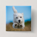 Recherche de chien de terrier badges Animal familier