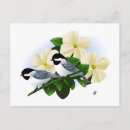 Recherche de mésange cartes postales Oiseaux