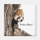 Recherche de ours panda magnets Mignon