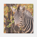 Recherche de parc national de kruger magnets Faune