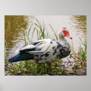 Recherche de canards sauvages posters Oiseaux aquatiques