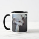 Recherche de image mignonne de chien Noir