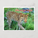 Recherche de okavango cartes postales Botswana