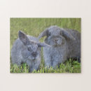 Recherche de lapins puzzles Bébé