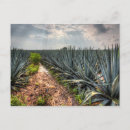 Recherche de tequila boisson cartes postales Paysage