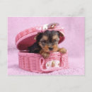 Zoek naar grappige yorkie briefkaarten Hond