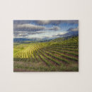 Recherche de vignoble puzzles Agriculture