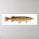 Recherche de eau douce art Brochet