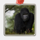 Recherche de beringei Singe