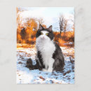 Recherche de fuz Chats