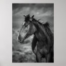 Zoek naar paard minnaar posters Paarden