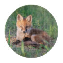 Recherche de kit dessous de verres Mammifère