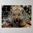 Recherche de yeux de léopard posters Chats
