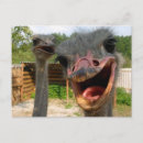 Recherche de ostrich cartes postales Oiseaux