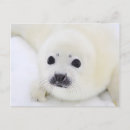 Recherche de calin cartes postales Noir
