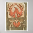 Recherche de anatomie vintage posters Antique