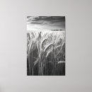 Recherche de blé photographie Ferme