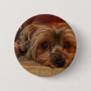 Zoek naar yorkshire terriër buttons Puppy