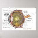 Recherche de oeil humain posters Médical