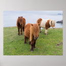 Recherche de poney shetland posters Animal
