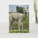 Recherche de alpaca anniversaire cartes Alpaga