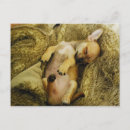 Zoek naar chihuahua puppy briefkaarten Klein