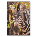 Recherche de de photographie cartes table Noir et blanc