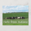 Recherche de moo cartes postales vaches