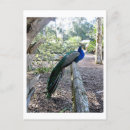Recherche de paons cartes postales Nature