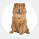 Recherche de chow chow autocollants Choeur