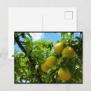 Recherche de arbre fruitier cartes postales Nature