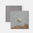 Recherche de spatule magnets Nature