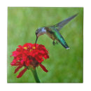 Zoek naar wilde dieren tegels Kolibrie