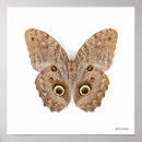 Recherche de hibou brun posters Nature
