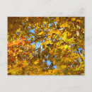 Recherche de feuille érable cartes postales Nature