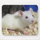 Recherche de rat blanc tapis souris Rongeurs