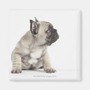 Recherche de bureau vétérinaire magnets Animaux