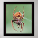 Zoek naar arachnida posters Insecten