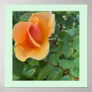 Zoek naar rosebuds Natuur