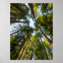 Recherche de forêt de séquoia posters Superstock