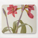 Recherche de amaryllis tapis souris Botanique